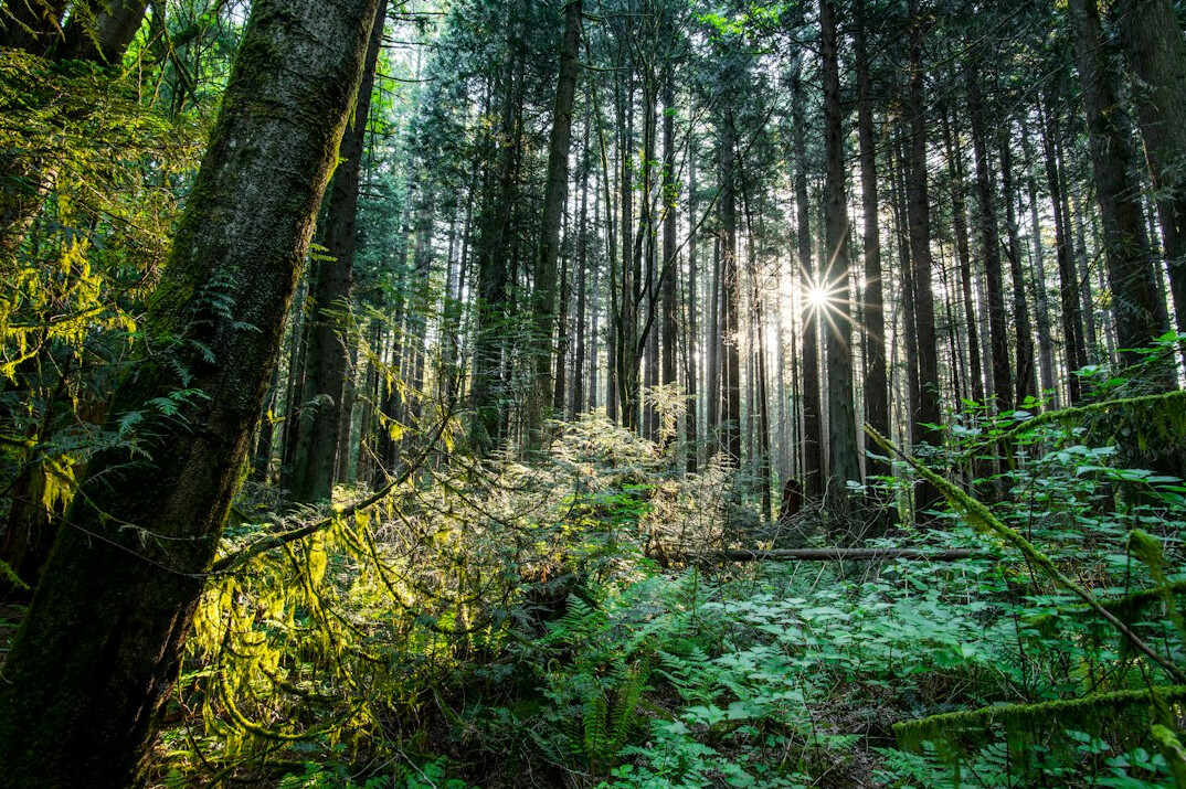 Sunlight through tall green forest trees